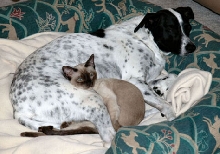 Dogs aren't so useless after all