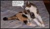Cranky Calico