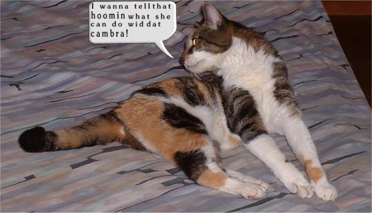 Cranky Calico