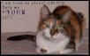 Planet Calico