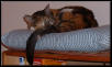 Calico Tude Napping