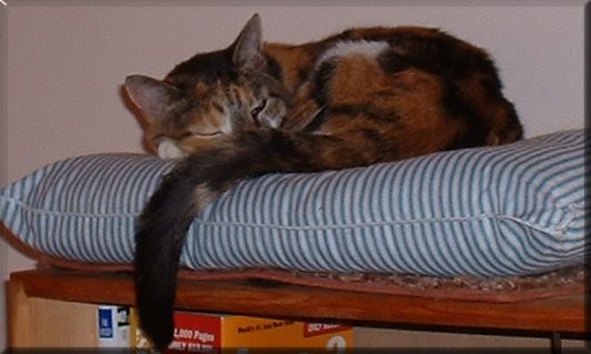Calico Tude Napping