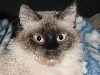 Misskitty  2