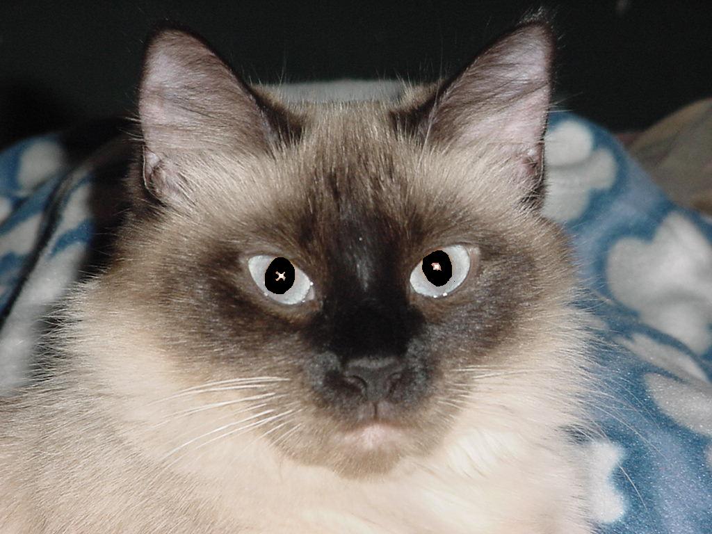 Misskitty  2