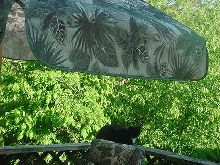 kitty
