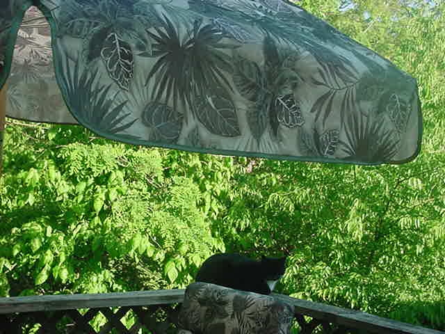 kitty