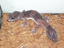 what kind of gecko?
