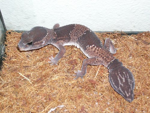 what kind of gecko?