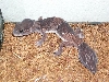 what kind of gecko?