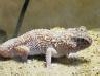 namibian gecko