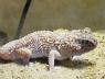 namibian gecko