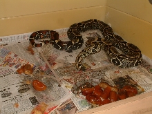Black boas born 10/10/04