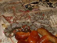 Black boas born 10/10/04 (2 live, 1 stillborn, 13 slugs)