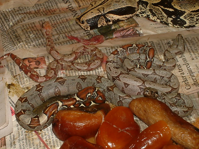 Black boas born 10/10/04 (2 live, 1 stillborn, 13 slugs)