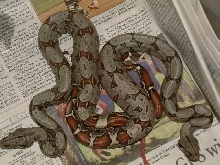 Black Boas: Just a few hours after birth