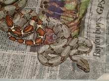 Female black boa (peruvian)