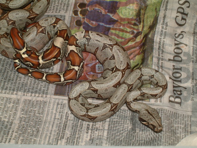 Female black boa (peruvian)
