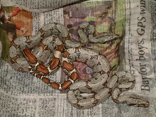 Black Boas at 1 day old