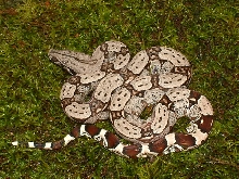 Female "Diceback" 2004 Northern Brazilian Redtail