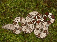 Pic 2 of male-2004 North Brazilian Redtail