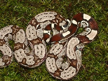 2004 North Brazilian Redtail Laddertail Male