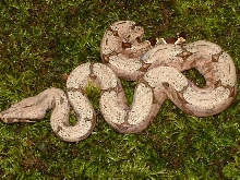 2004 South Brazilian Amarali Female (close up)