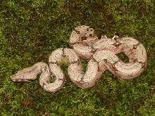 2004 South Brazilian Amarali (full body pic)