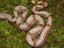 Close up pic of 2004 Male Bolivian Amarali (from our 2nd Bolivian clutch)