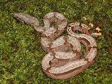 2004 Male Bolivian Amarali - full body pic (from our 2nd Bolivian clutch)