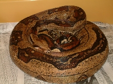 American Jungle Gravid 11-2-2004