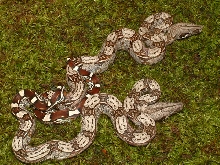1.1 2004 North Brazilian Redtails "Genetic Laddertails"