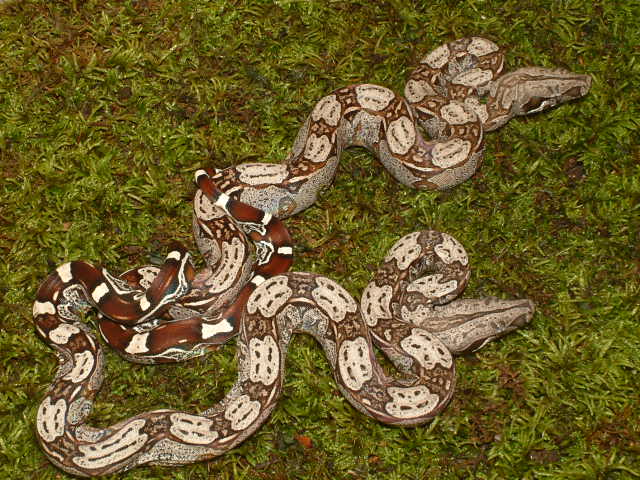 1.1 2004 North Brazilian Redtails "Genetic Laddertails"