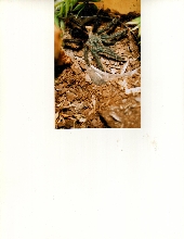 Avicularia Avicularia