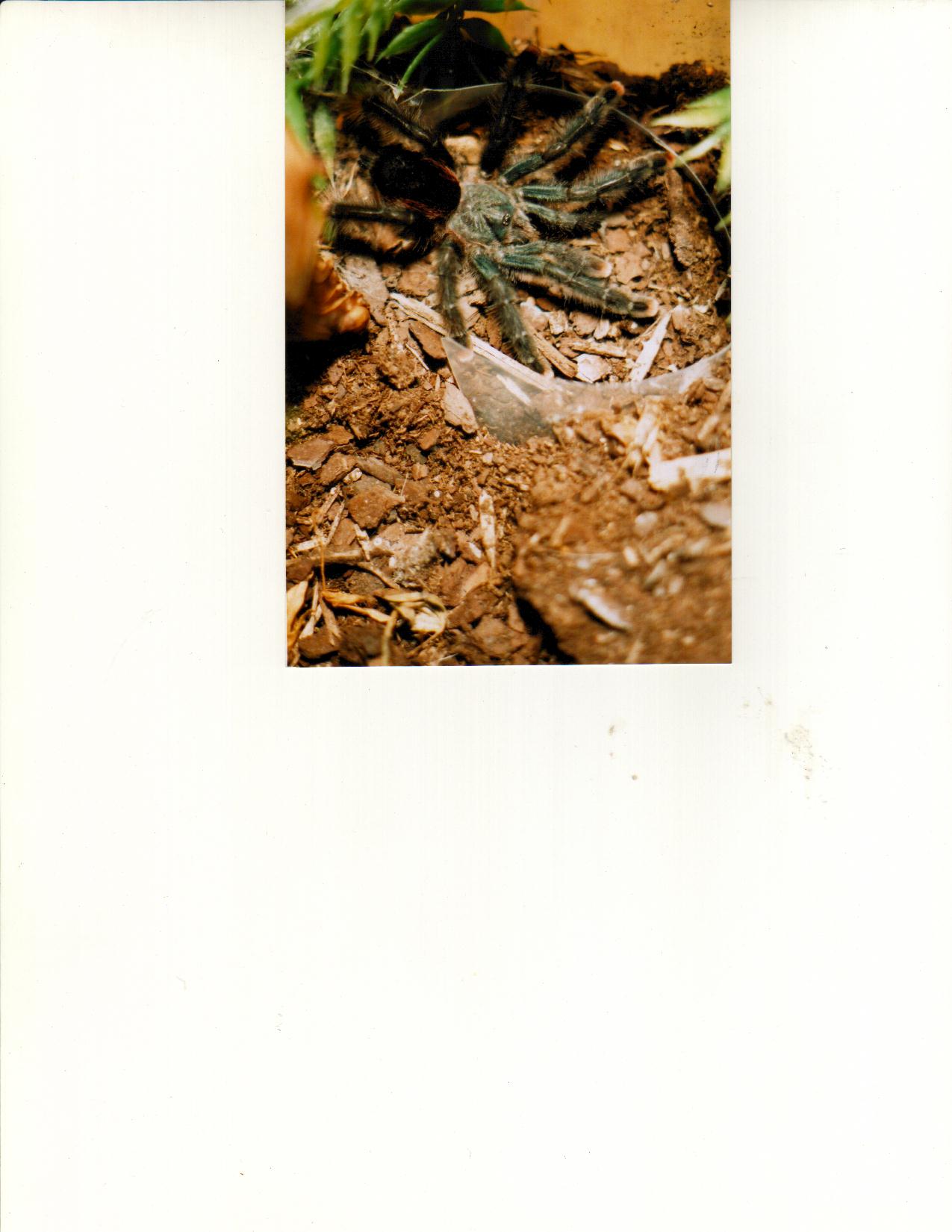 Avicularia Avicularia