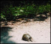 Turtle Rescue KY 2