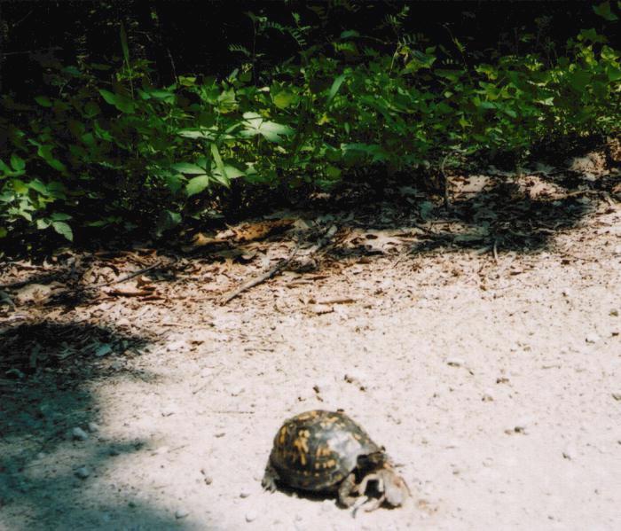 Turtle Rescue KY 2