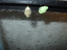 RETF Frogletts