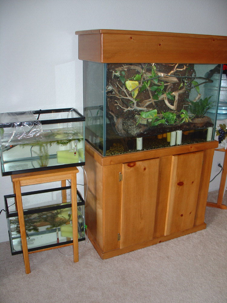 Aquarium Set Up