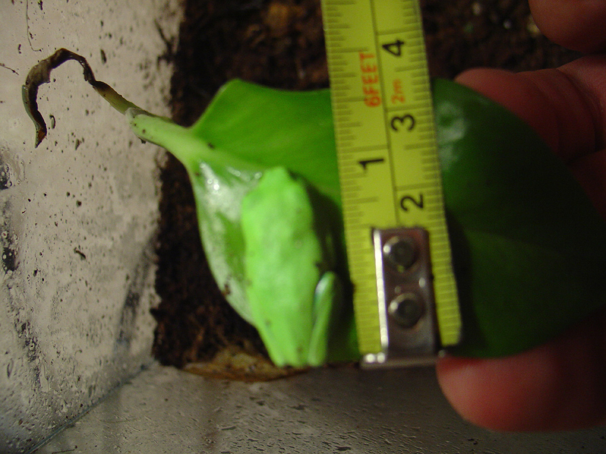 BabyFrog1
