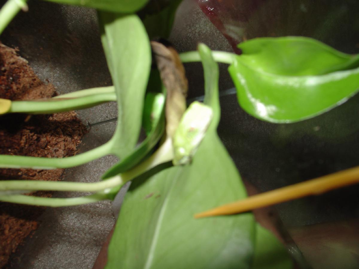 BabyFrog3