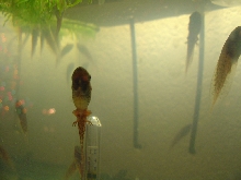Frog Legs
