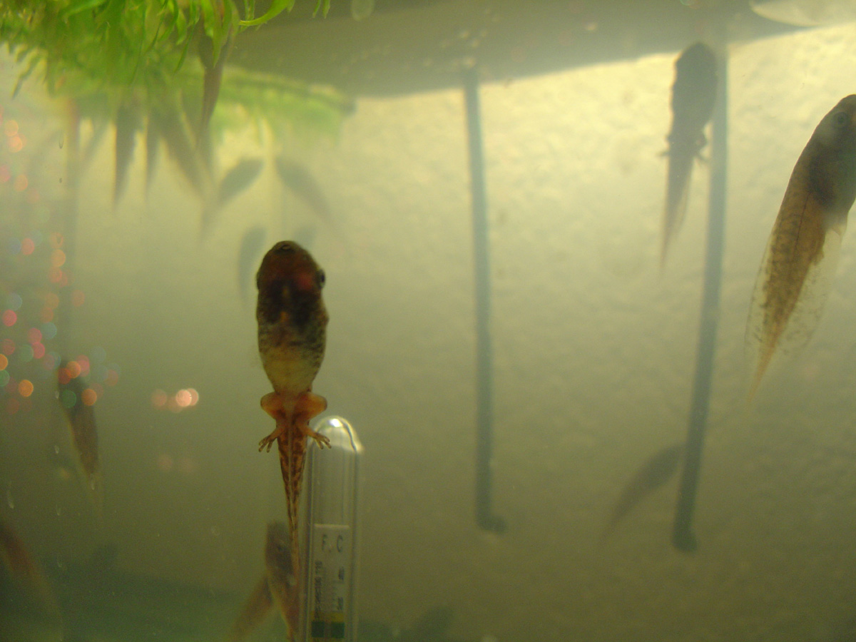 Frog Legs