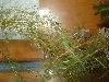 Newly Hatched RETF Tadpoles