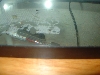 Newly Hatched RETF Tadpoles