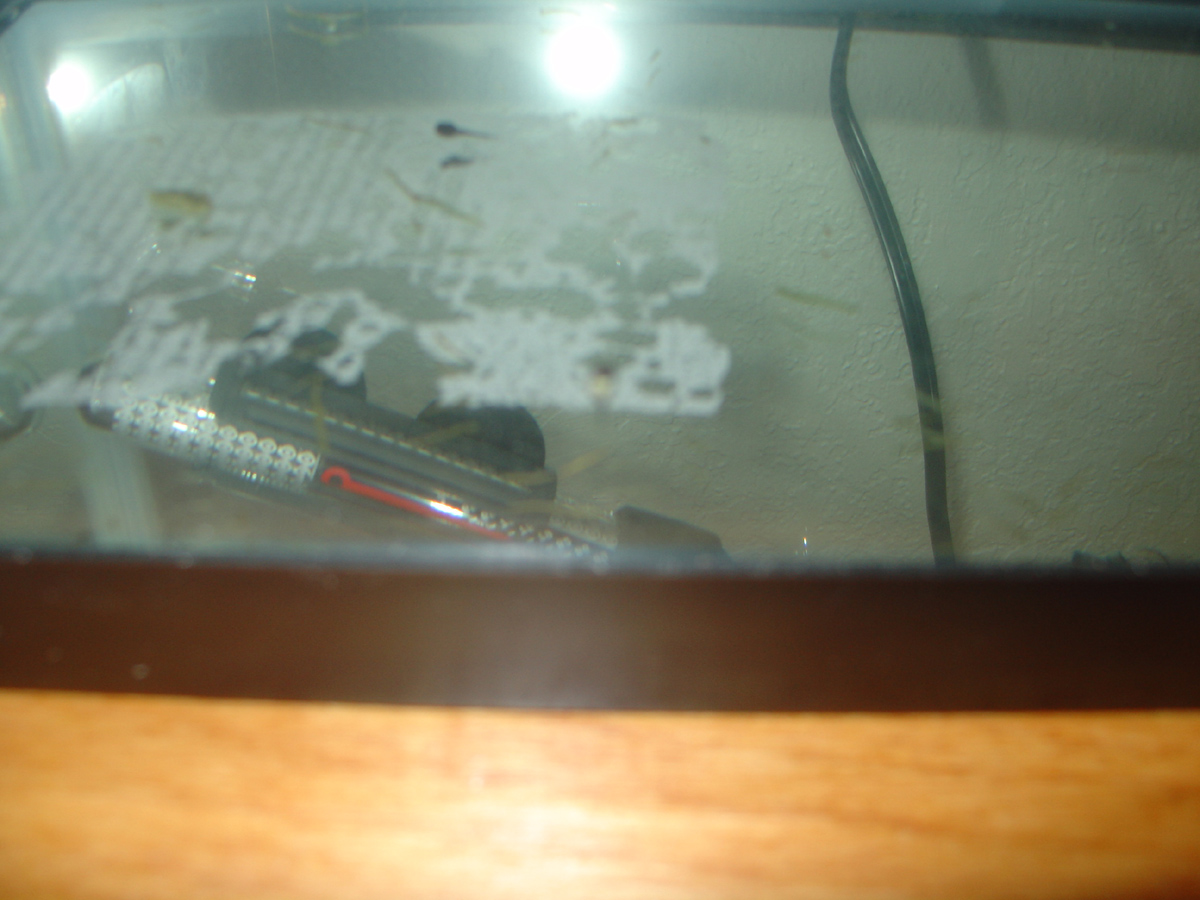Newly Hatched RETF Tadpoles