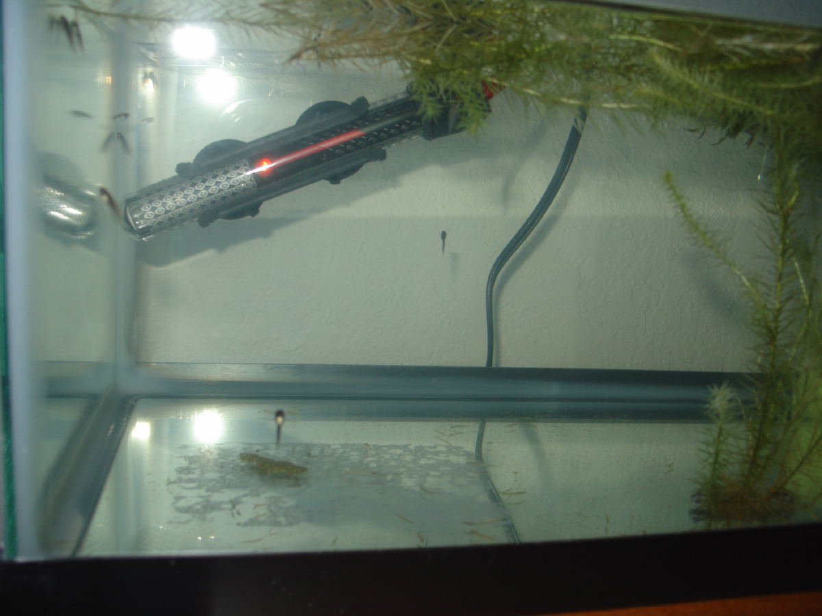 TadTank1
