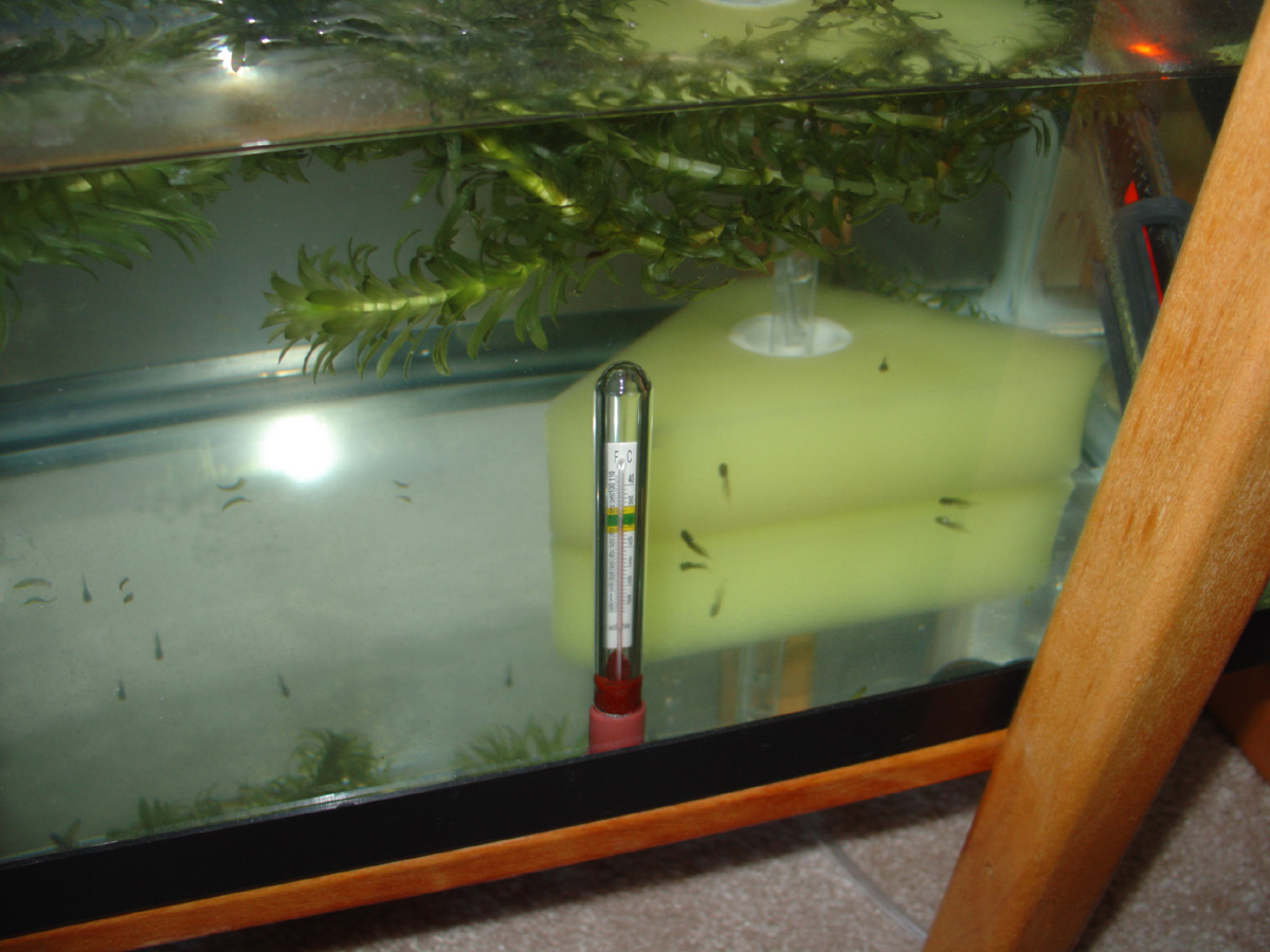 TadTank2
