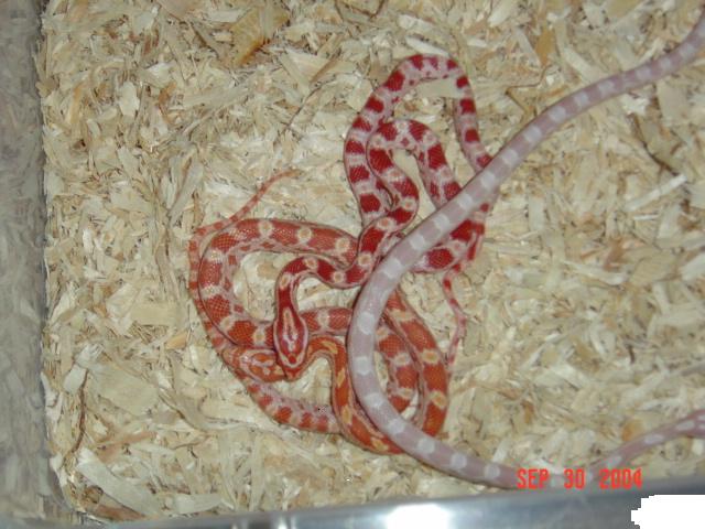 New Corns