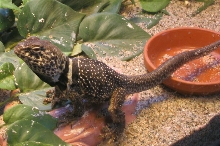 collared playing in water