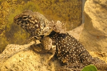 Exploding collared
